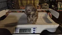 AKC  Cream, a female Shih Tzu for sale in Connersville, IN – 2 of 5