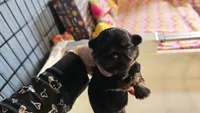Dobie boy, a male Shih Tzu for sale in Connersville, IN – Photo 4 of 4