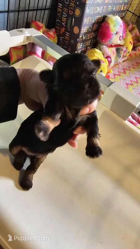 Dobie boy – Shih Tzu puppy for sale in Connersville, IN