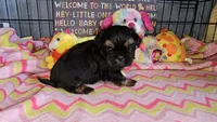 Dobie boy, a male Shih Tzu for sale in Connersville, IN – Photo 6 of 8
