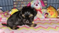 Dobie boy, a male Shih Tzu for sale in Connersville, IN – Photo 8 of 8