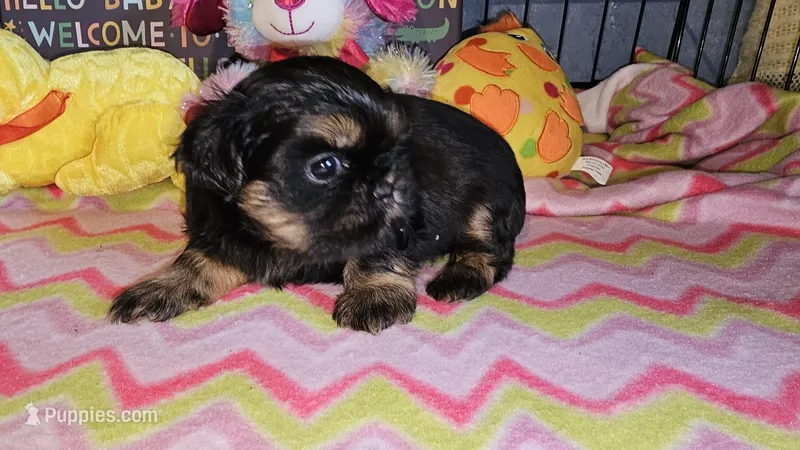 Dobie boy – Shih Tzu puppy for sale in Connersville, IN
