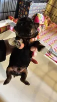 Dobie boy, a male Shih Tzu for sale in Connersville, IN – Photo 2 of 4