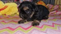 Dobie boy, a male Shih Tzu for sale in Connersville, IN – Photo 7 of 8