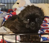 Ash, a female Shih Tzu for sale in Connersville, IN – 4 of 5
