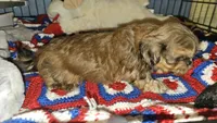 Flashy, a male Shih Tzu for sale in Connersville, IN – 5 of 5