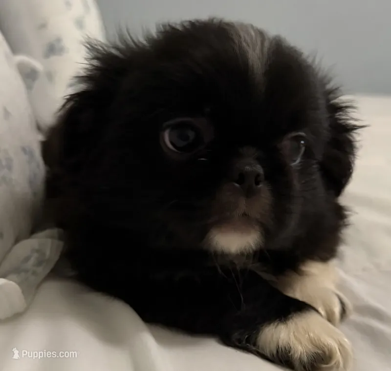 Reese – Pekingese puppy for sale in Athens, GA