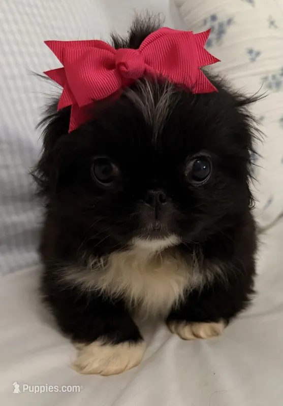 Little Bit – Pekingese puppy for sale in Athens, GA