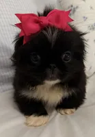 Little Bit, a female Pekingese for sale in Athens, GA – 1 of 1