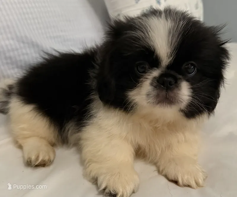 Oreo – Pekingese puppy for sale in Athens, GA