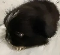 Reese, a male Pekingese for sale in Athens, GA – 2 of 2