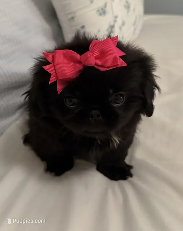 Angel – Pekingese puppy for sale in Athens, GA