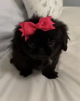 Angel, a female Pekingese for sale in Athens, GA – 1 of 1