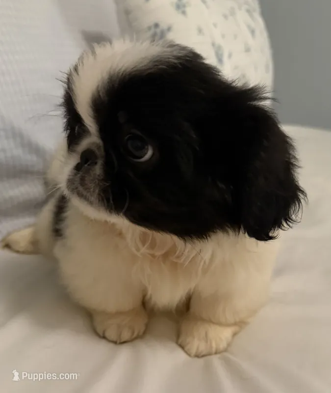 Chip – Pekingese puppy for sale in Athens, GA