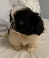Chip, a male Pekingese for sale in Athens, GA – 1 of 1