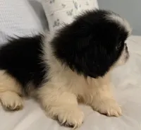 Oreo, a male Pekingese for sale in Athens, GA – 2 of 2