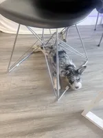 Dior, a female French Bulldog and Standard Schnauzer for sale in Riverside, CA – Photo 2 of 3