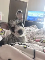 Dior, a female French Bulldog and Standard Schnauzer for sale in Riverside, CA – Photo 1 of 3