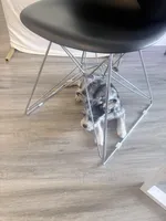 Dior, a female French Bulldog and Standard Schnauzer for sale in Riverside, CA – Photo 3 of 3