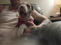 Fiona, a female American Bully and American Pit Bull Terrier for sale in Denver, CO – Photo 5 of 7