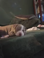 Fiona, a female American Bully and American Pit Bull Terrier for sale in Denver, CO – Photo 4 of 7