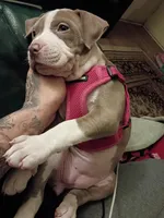 Fiona, a female American Bully and American Pit Bull Terrier for sale in Denver, CO – Photo 6 of 7