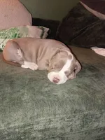 Fiona, a female American Bully and American Pit Bull Terrier for sale in Denver, CO – Photo 2 of 7