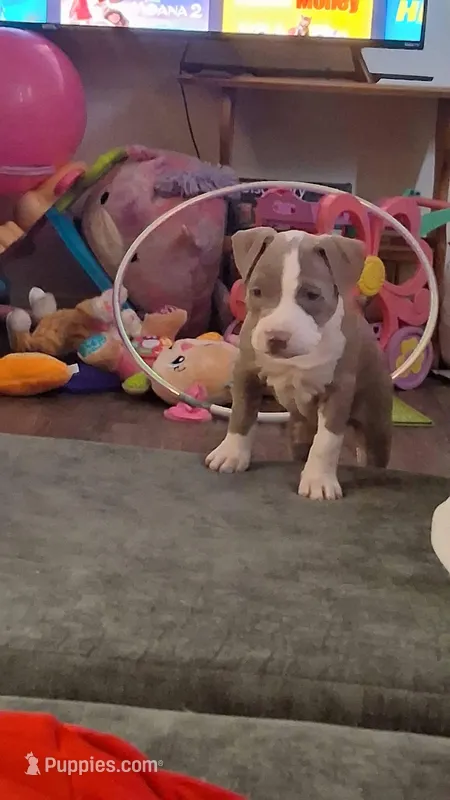Fiona – American Bully, American Pit Bull Terrier puppy for sale in Denver, CO