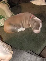 Fiona, a female American Bully and American Pit Bull Terrier for sale in Denver, CO – Photo 3 of 7