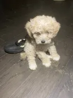 processed/bce207d0-03c2-4a0f-b3d1-2da25d267ee6/listing/96e34334-5feb-4781-aa32-318de5e6e48f/47021f75-4abd-4f11-a1e1-236fe7aa5496