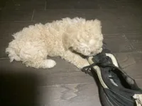 processed/bce207d0-03c2-4a0f-b3d1-2da25d267ee6/listing/96e34334-5feb-4781-aa32-318de5e6e48f/569a8a73-ba6c-4186-a0ab-fa0ba8c57aea