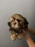 Milo, a male Shih Tzu for sale in San Jose, CA – 2 of 3