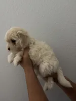 bella, a female Maltipoo for sale in San Jose, CA – 2 of 3
