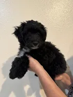 Luca, a male Maltipoo for sale in San Jose, CA – 4 of 4