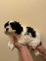 Atlantic, a male Maltipoo for sale in San Jose, CA – 4 of 4