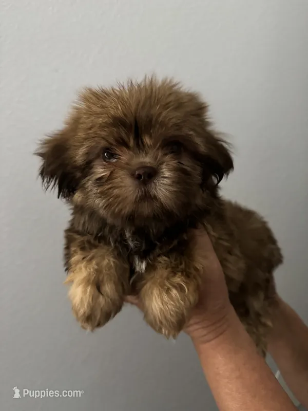 Max – Shih Tzu puppy for sale in San Jose, CA