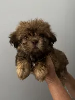 Max, a male Shih Tzu for sale in San Jose, CA – 1 of 3