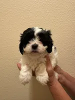 Atlantic, a male Maltipoo for sale in San Jose, CA – 2 of 4