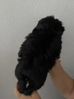 Mittens , a male Maltipoo for sale in San Jose, CA – 2 of 3