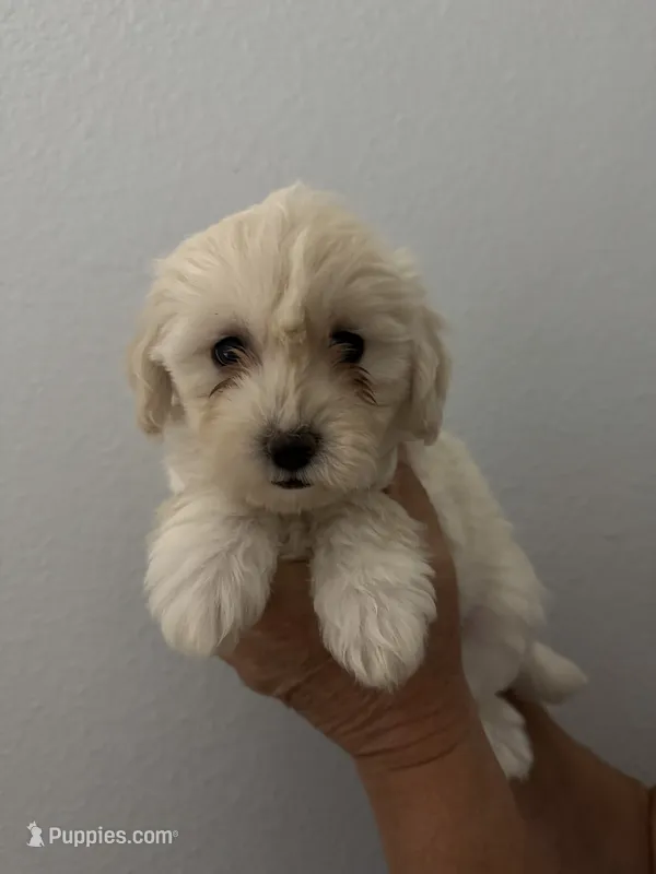 bella – Maltipoo puppy for sale in San Jose, CA