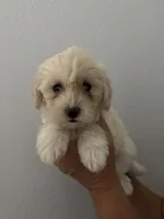 bella, a female Maltipoo for sale in San Jose, CA – 1 of 3