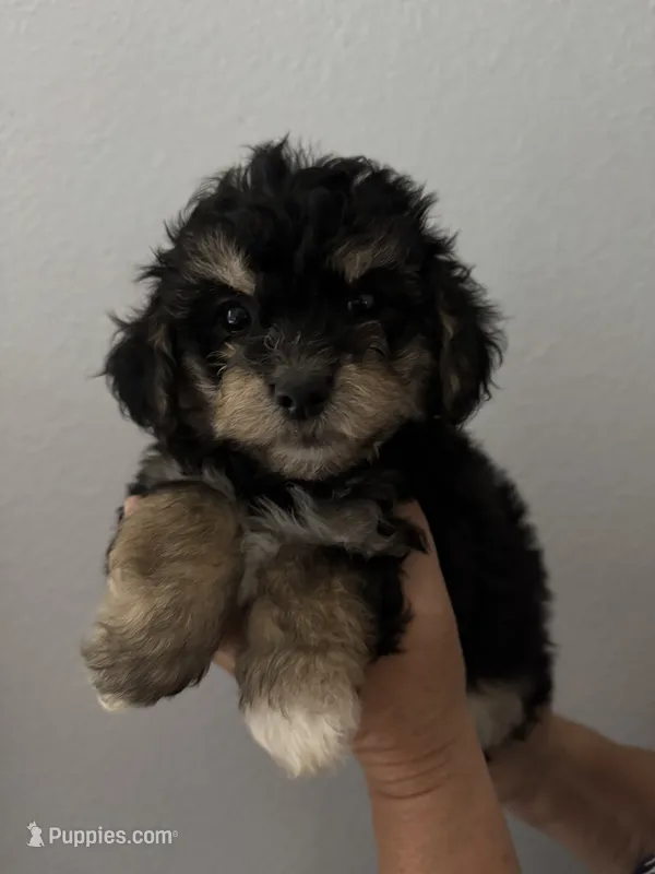 Brownie  – Maltipoo puppy for sale in San Jose, CA
