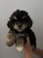 Brownie , a male Maltipoo for sale in San Jose, CA – 1 of 3