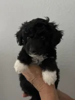 Mittens , a male Maltipoo for sale in San Jose, CA – 1 of 3