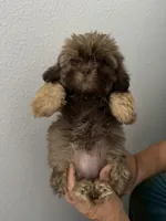 Bambi, a female Shih Tzu for sale in San Jose, CA – 3 of 4