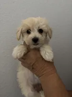 grace, a female Maltipoo for sale in San Jose, CA – 1 of 3