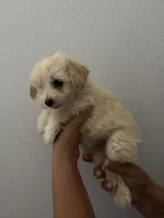 grace, a female Maltipoo for sale in San Jose, CA – 2 of 3