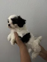 Nova, a female Maltipoo for sale in San Jose, CA – 2 of 3