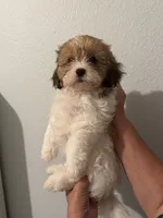 Cookie, a female Maltipoo for sale in San Jose, CA – 2 of 3