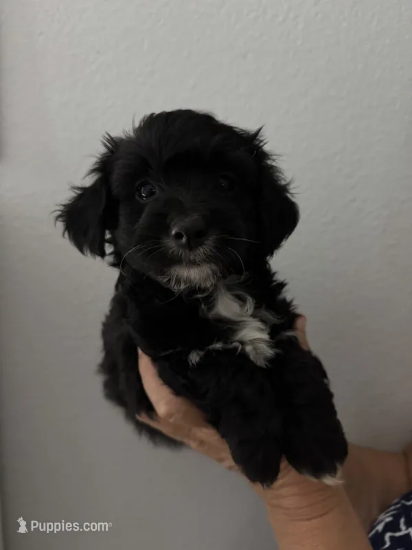 Moonlight – Maltipoo puppy for sale in San Jose, CA
